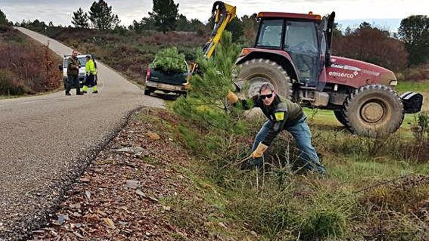 Recogida de un pino al borde de una carretera.