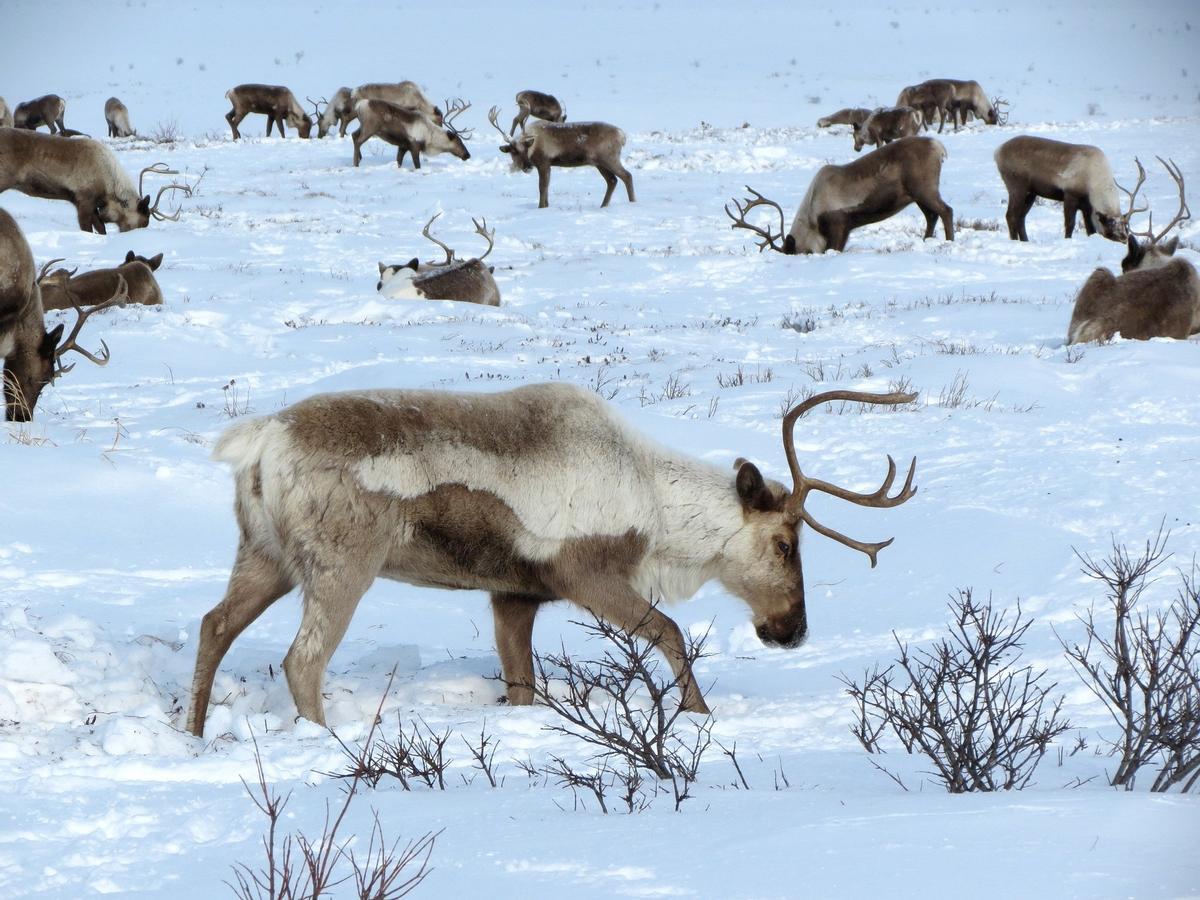 Manada de renos buscando alimento entre la nieve.