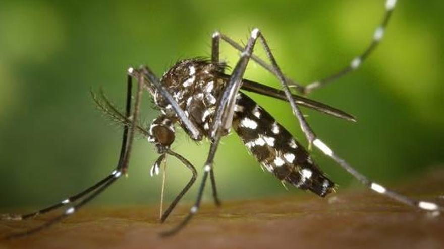 Por qué las picaduras del mosquito tigre son mayores en unas zonas que en otras