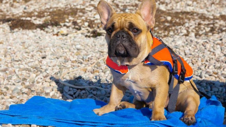 Lidl tiene el producto del verano para mascotas: así es el chaleco refrigerante para que no pasen calor