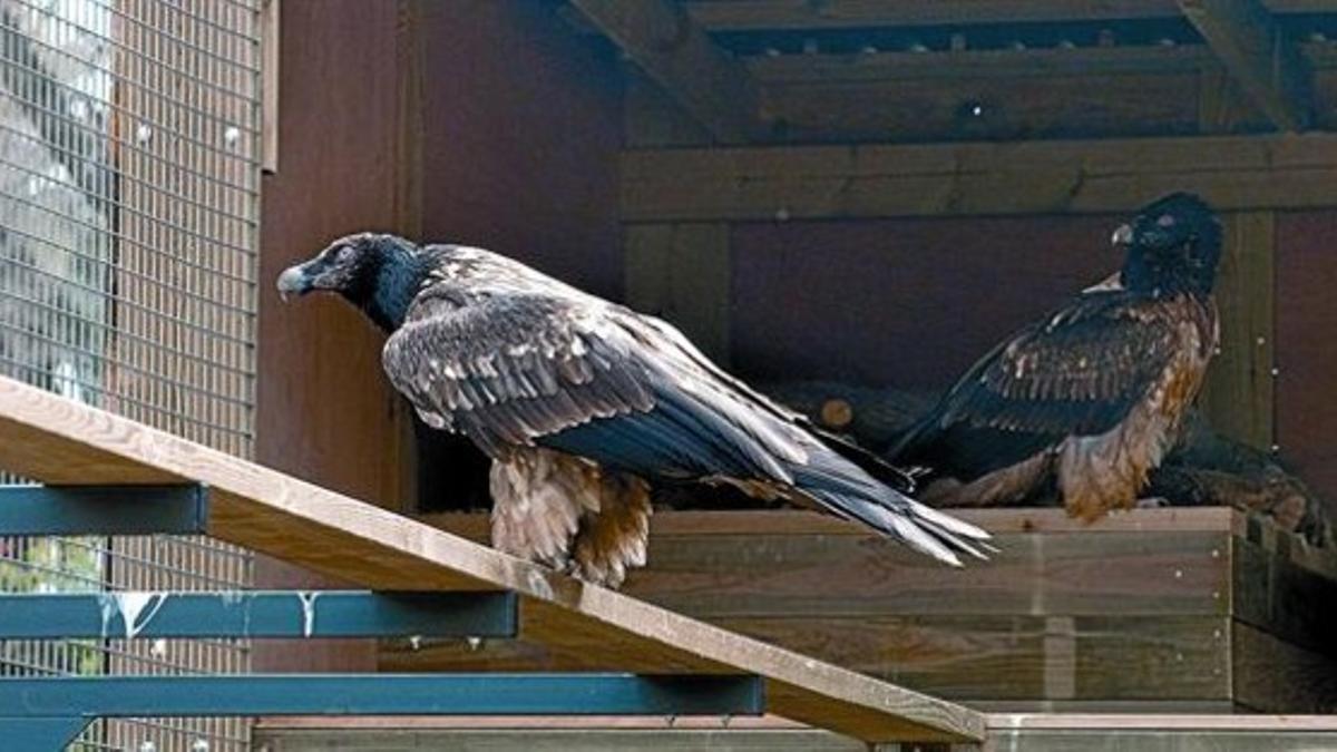 Los dos ejemplares jóvenes de quebrantahuesos, nacidos en cautividad en un centro de la Generalitat, en su hogar del zoo de Barcelona.