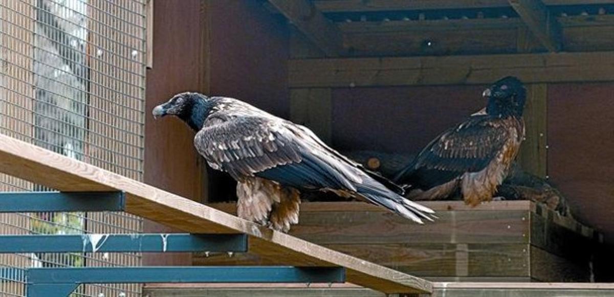 Els dos exemplars joves de trencalòs, nascuts en captivitat en un centre de la Generalitat, ahir a la seva nova llar del zoo de Barcelona. Els dos exemplars joves de trencalòs, nascuts en captivitat en un centre de la Generalitat, ahir a la seva nova llar del zoo de Barcelona.