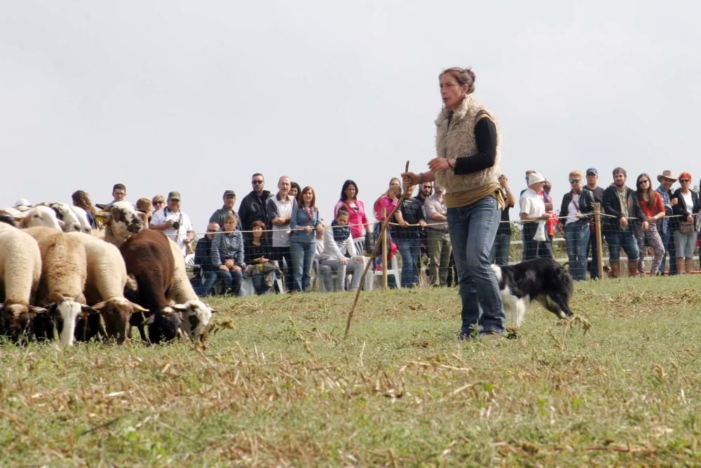 Concurs de gossos d''atura de Castellterçol