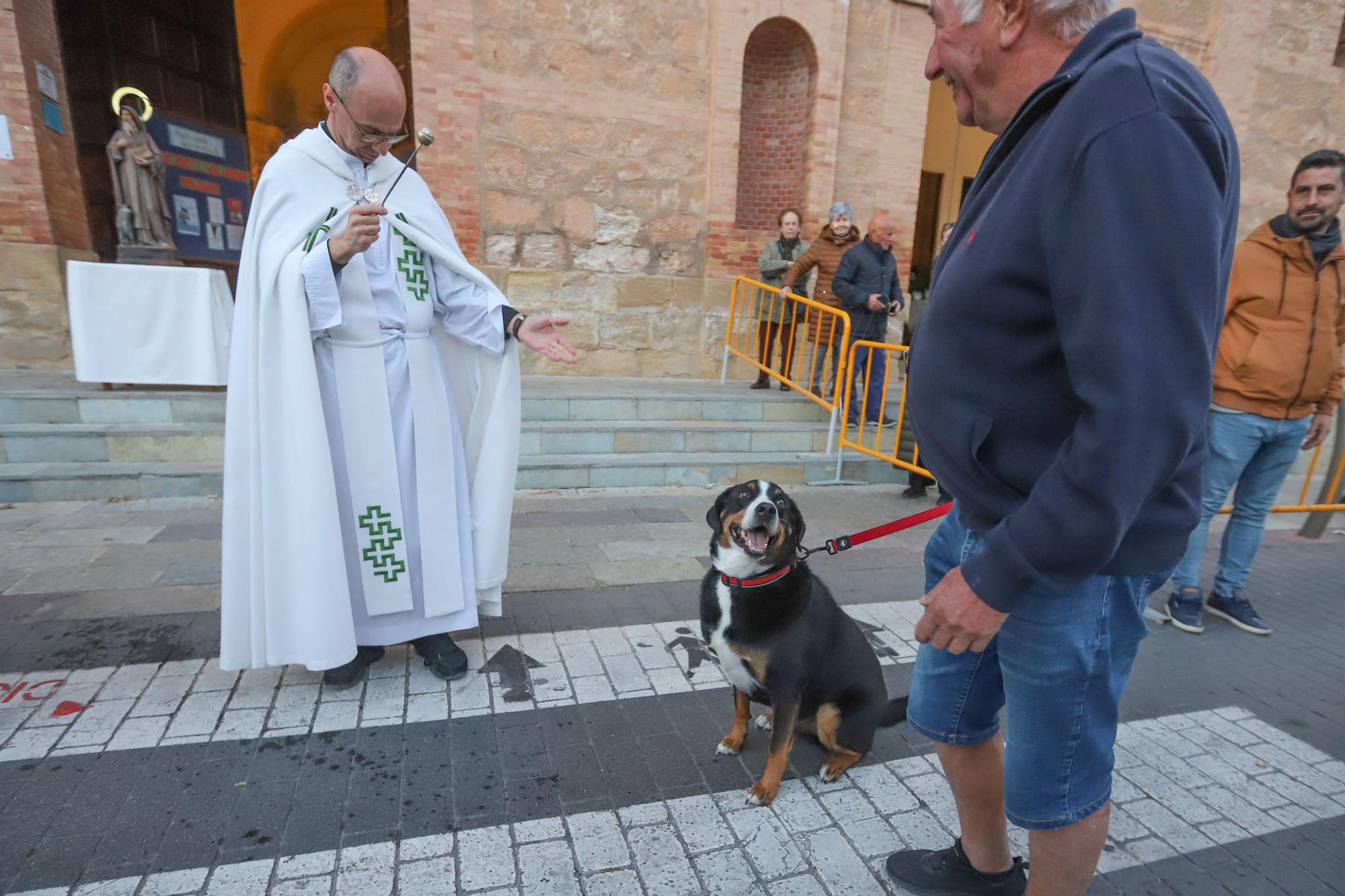 Bendición de San Antón en Torrevieja