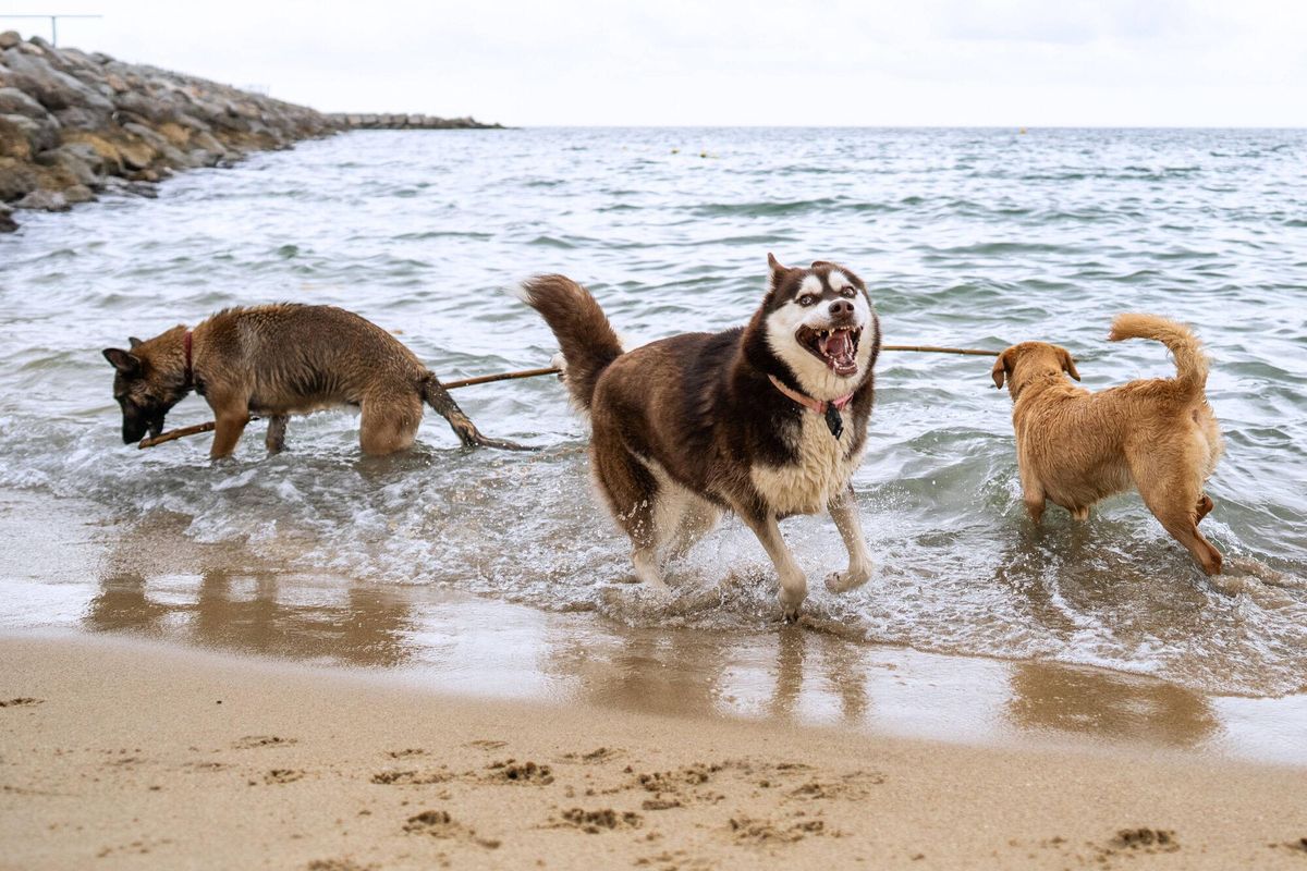 BARCELONA 11/07/2025 Sociedad. perros soportando la ola de calor en el área para animales caninos de la playa de Llevant con sus dueños. FOTO de ZOWY VOETEN