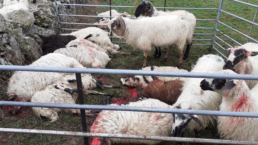 El lobo ataca en Villamor de la Ladre: 13 ovejas muertas