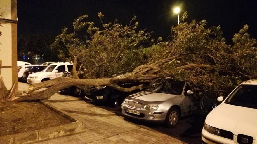 El viento provoca la caída de doce árboles y el cierre de los parques en la capital