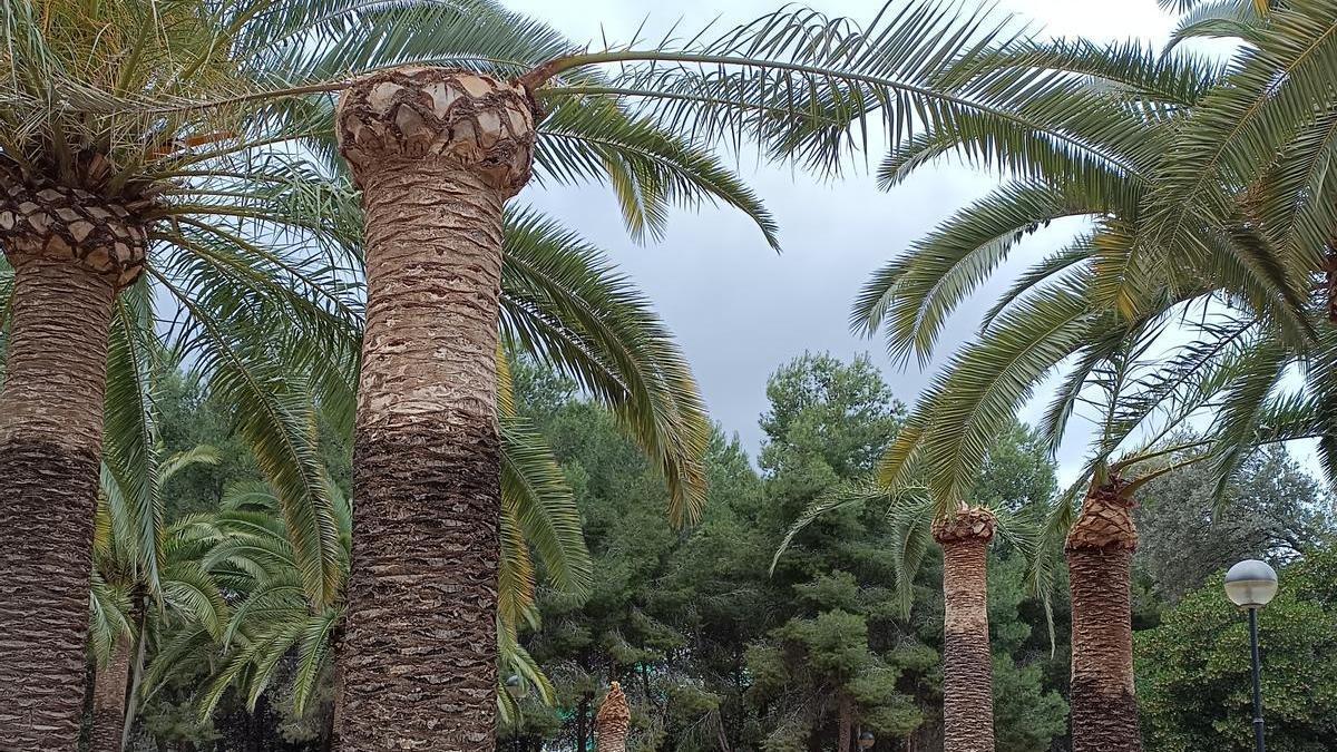 Los técnicos han practicado cirugía a cuatro palmeras afectadas por el picudo en el parque de l'Alquenència.