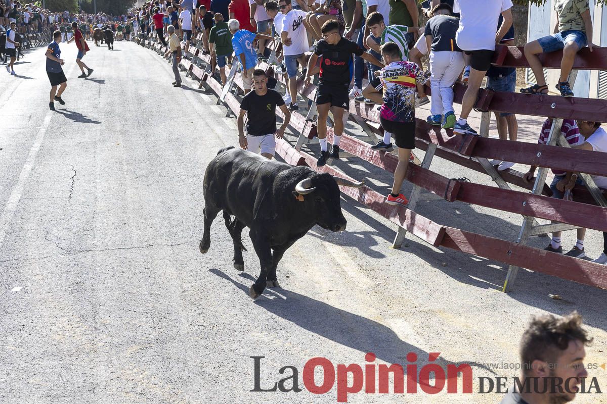 Sexo encierro de la Feria Taurina del Arroz, con la ganadería de Galache, que se ha saldado con un herido por asta de toro