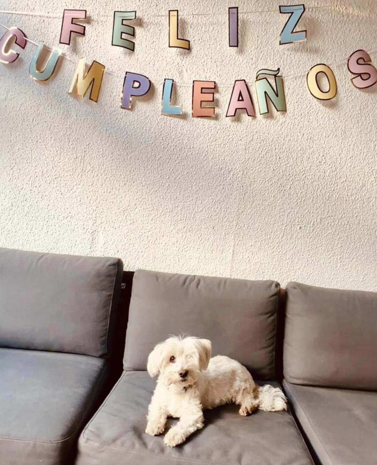 La perrita de Inma Cuesta, Rumba, celebrando sus 17 años