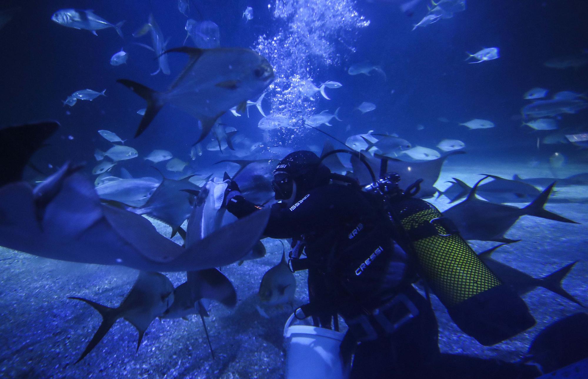 La cara oculta del acuario más grande de Europa. El Oceanogràfic