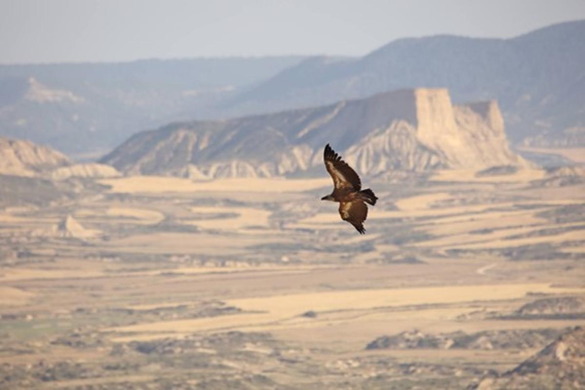 Un buitre leonado sobrevuela una sierra.