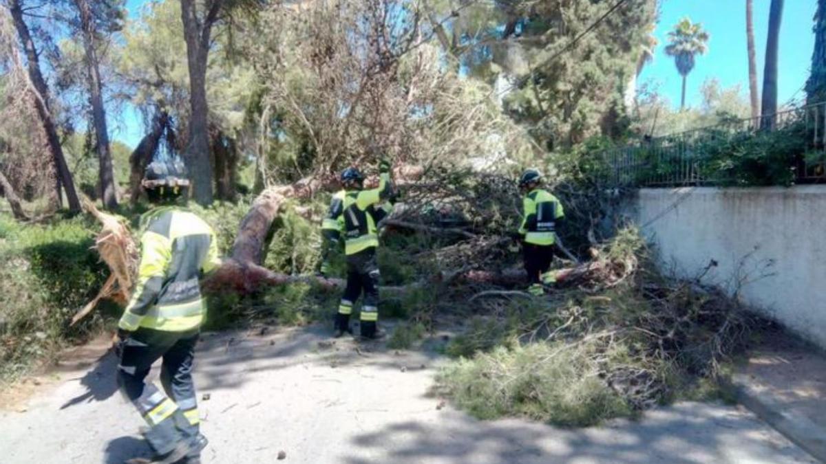 Una gran rama cae sobre un coche con dos ocupantes dentro