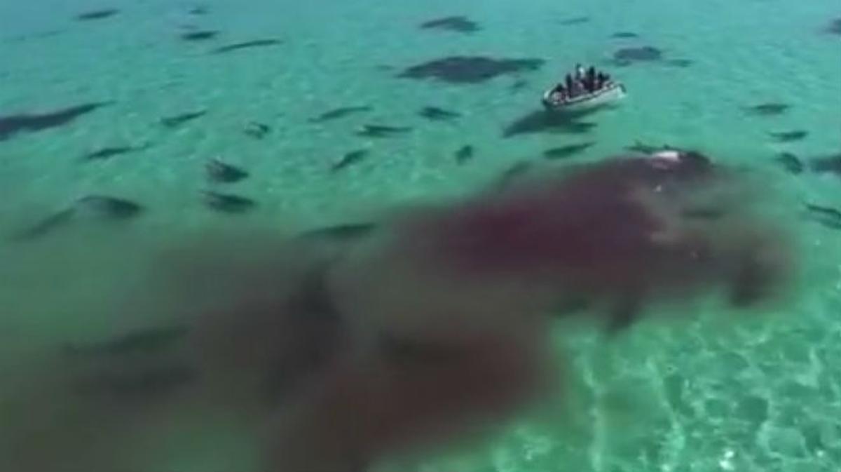 Imatges dels taurons devorant la balena morta a la badia Shark, a Austràlia occidental.