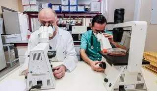 Un fármaco contra la urticaria inhibe la COVID