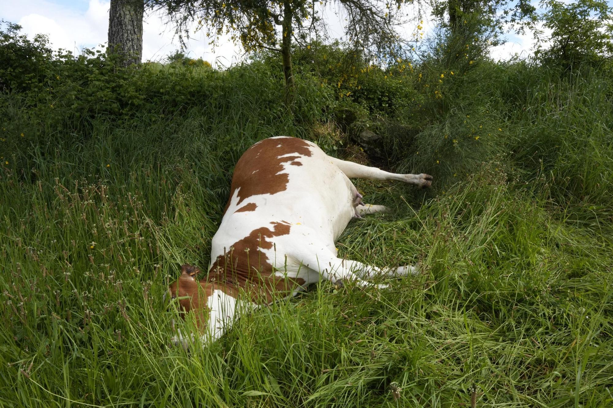 Una explotación de Rodeiro pierde 22 vacas fulminadas por un rayo