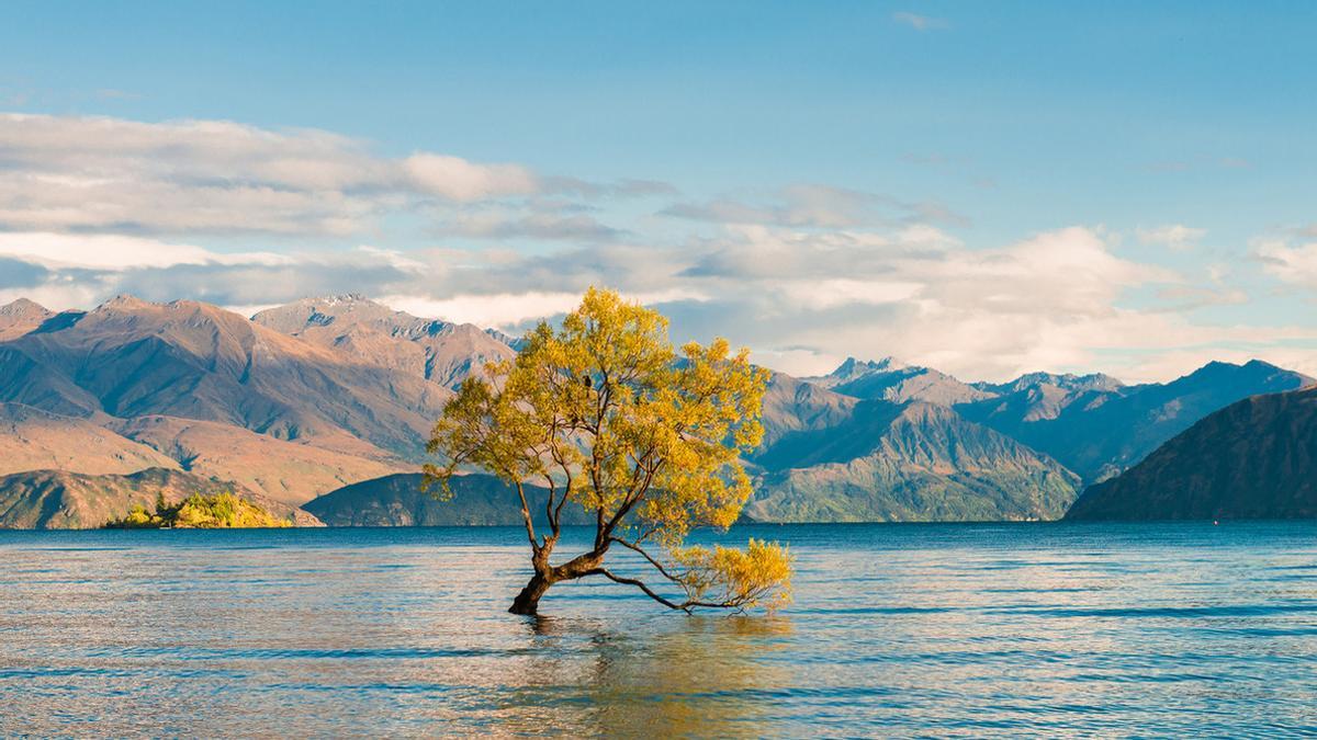 ¿Por qué el árbol de Wanaka es el más famoso de Nueva Zelanda?