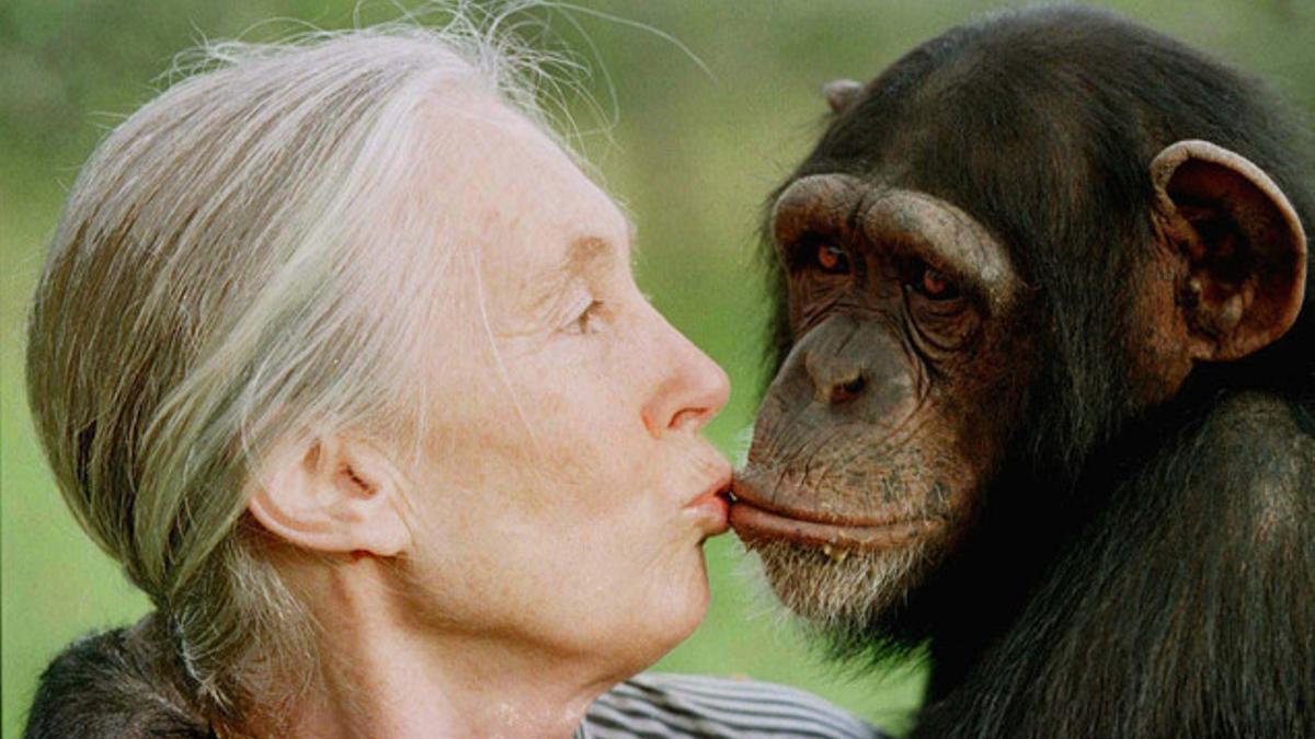 Jane Goodall, besa a Tess, una hembra chimpancé, en 1997, en Nairobi.