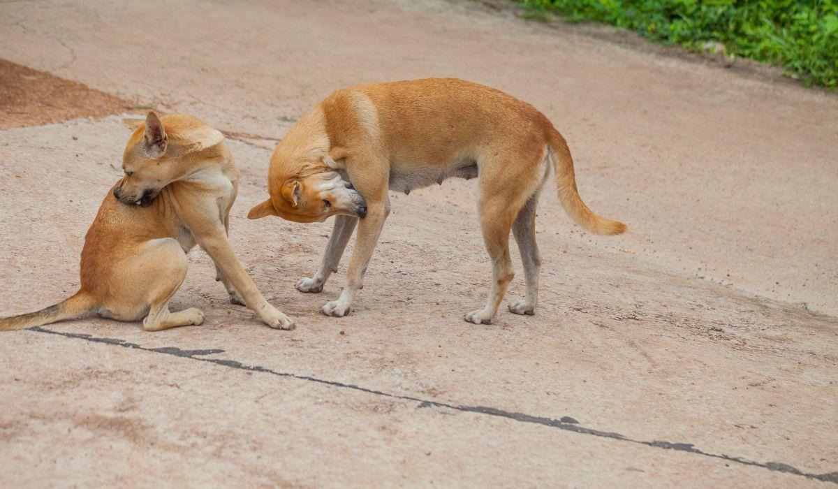 María Vetican explica cómo detectar pulgas en perros cuando no se ven a simple vista