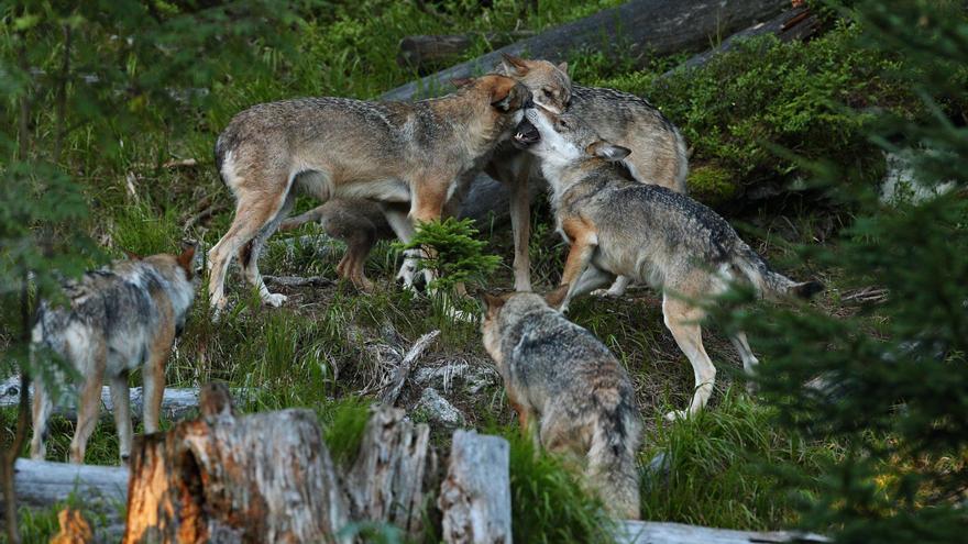 Extraer lobos como si fueran muelas: la reacción de Asturias a la desprotección de la especie