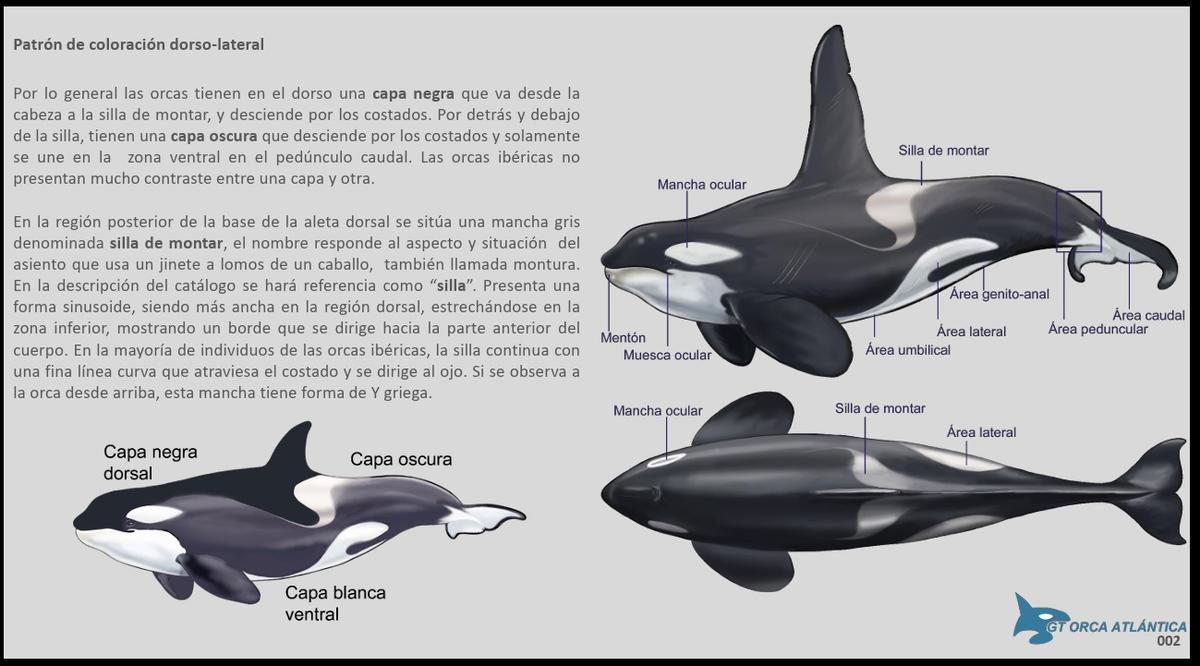 Una ficha explicativa sobre la orcas.