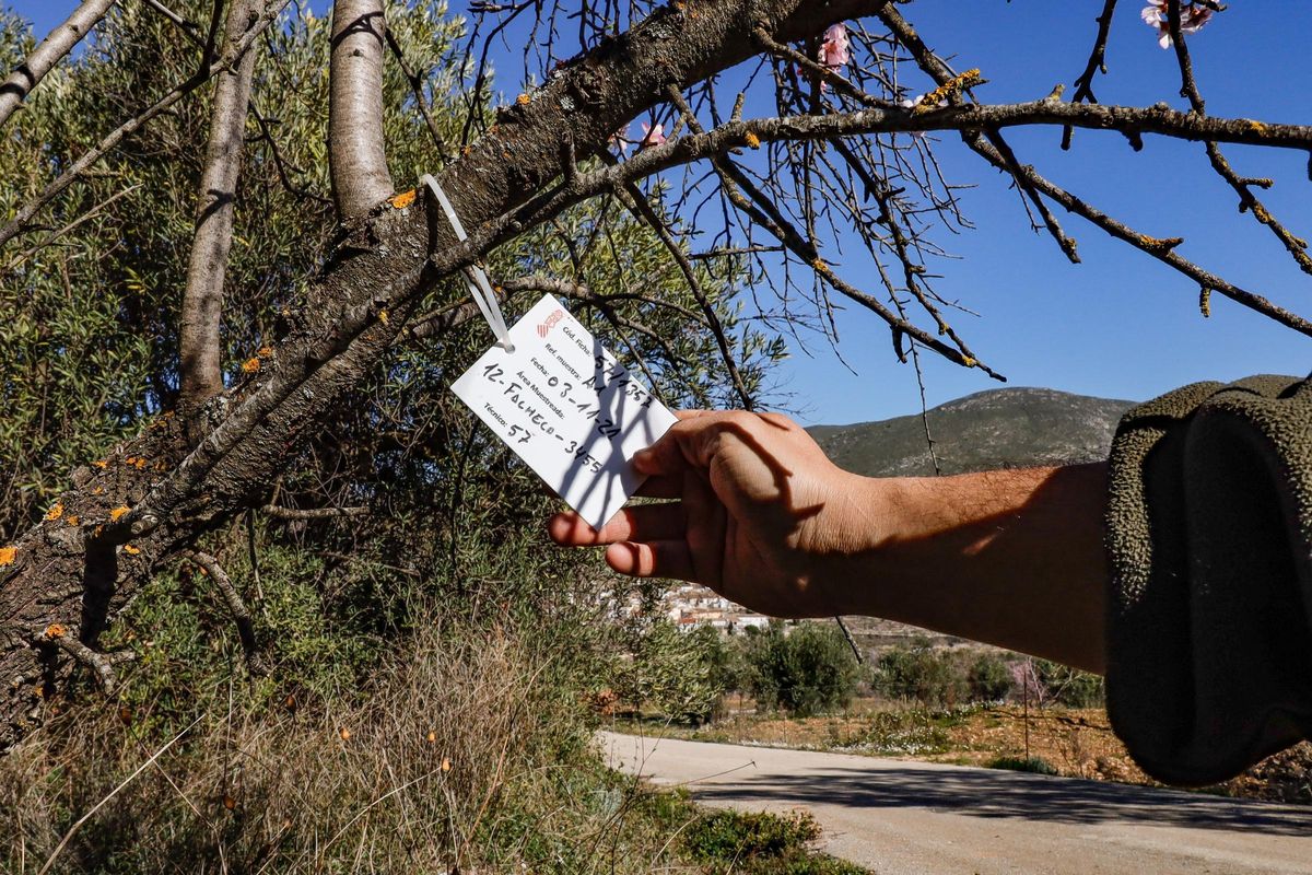 Un almendro en el que los técnicos han cogido muestras.