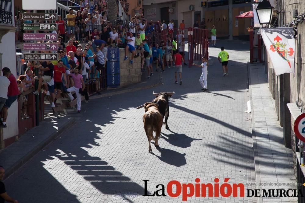 Suelta de toros en Moratalla