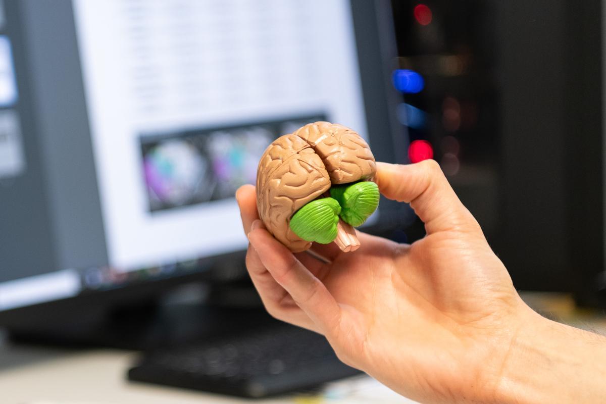 Recreación de un cerebro.