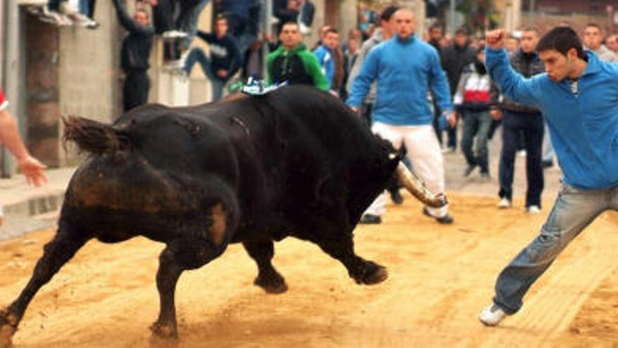 Un toro intenta embestir a un joven en los «bous al carrer» de Faura del pasado mes de septiembre ante la atenta mirada de decenas de aficionados.