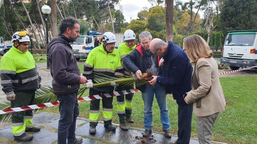 Tratamiento urgente en palmeras zaragozanas para luchar contra la plaga de picudo rojo