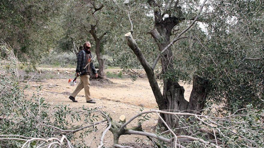 Un dels camps d&#039;olives de la comarca, amb un tècnic podant l&#039;arbre.