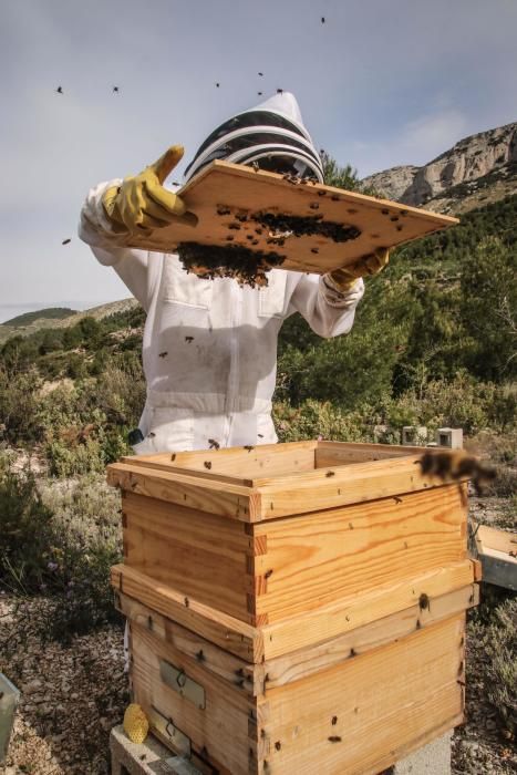 La fumigación contra la Xylella acaba con el 30% de los panales de abejas de la provincia de Alicante.