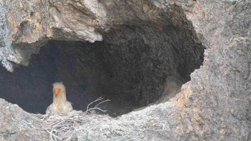 Alimoche instalado en un nido de Arribes.