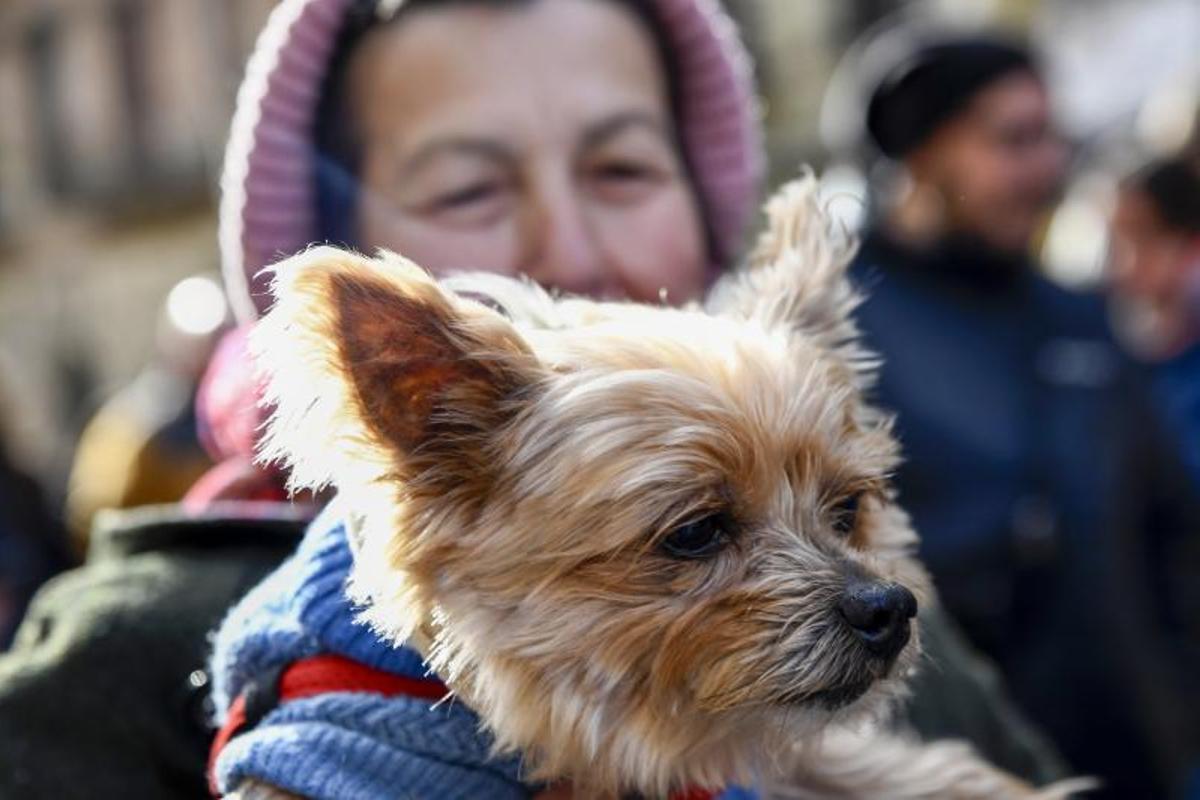 Bendición de animales en Els tres tombs