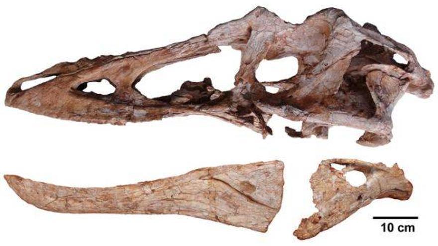 Descubierto en China el &#039;pinocho rex&#039;, un tiranosaurio de prominente nariz