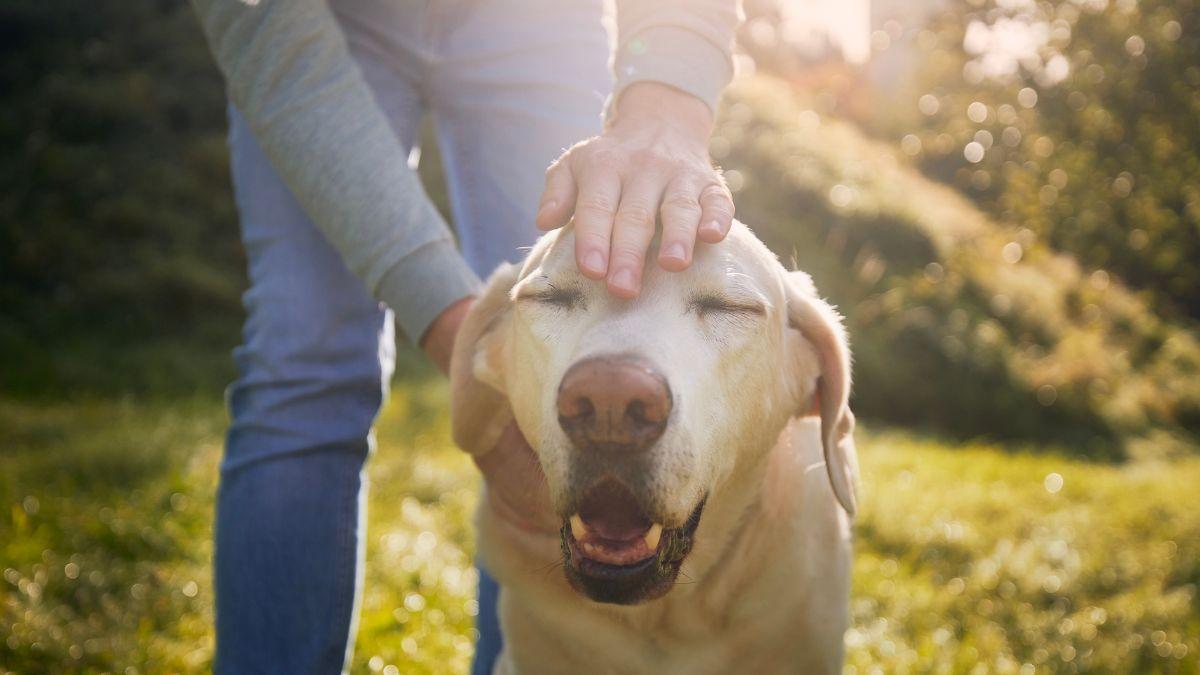 Hábitos clave para alargar la vida de tu perro según expertos