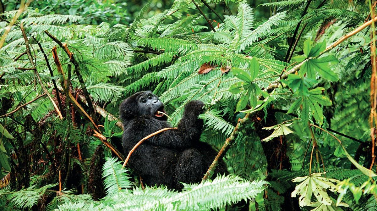 Bosque impenetrable de Bwindi, Uganda.