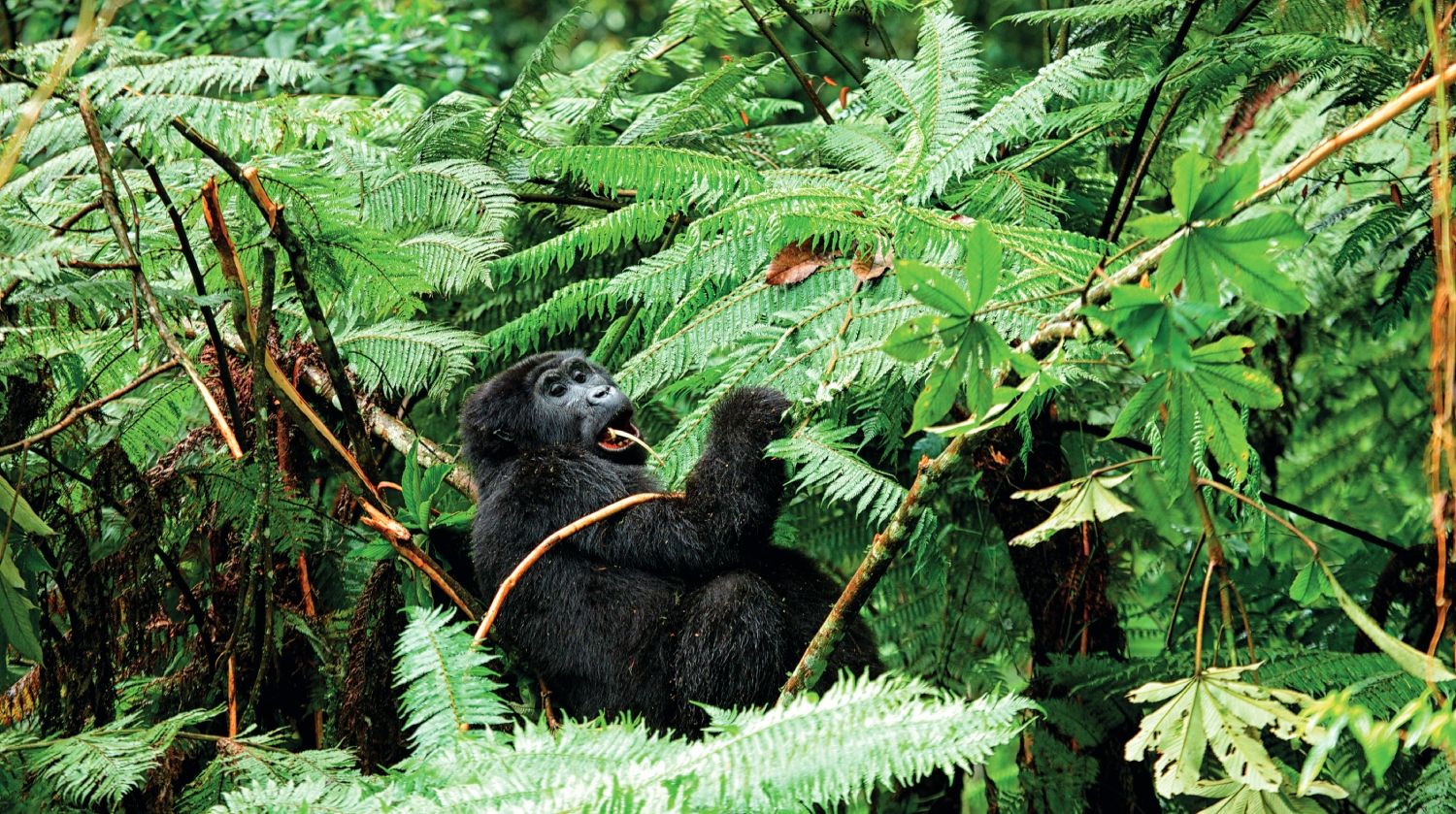 Bosque impenetrable de Bwindi, Uganda.