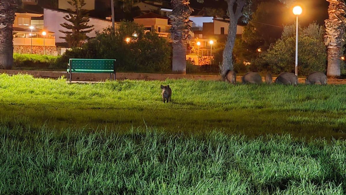 Foto de una de las manadas avistadas por los vecinos.