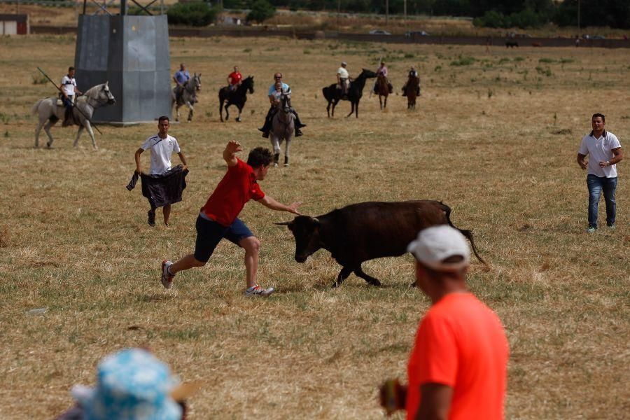 Fiestas en Zamora: Espante de vacas en Fuentesaúco