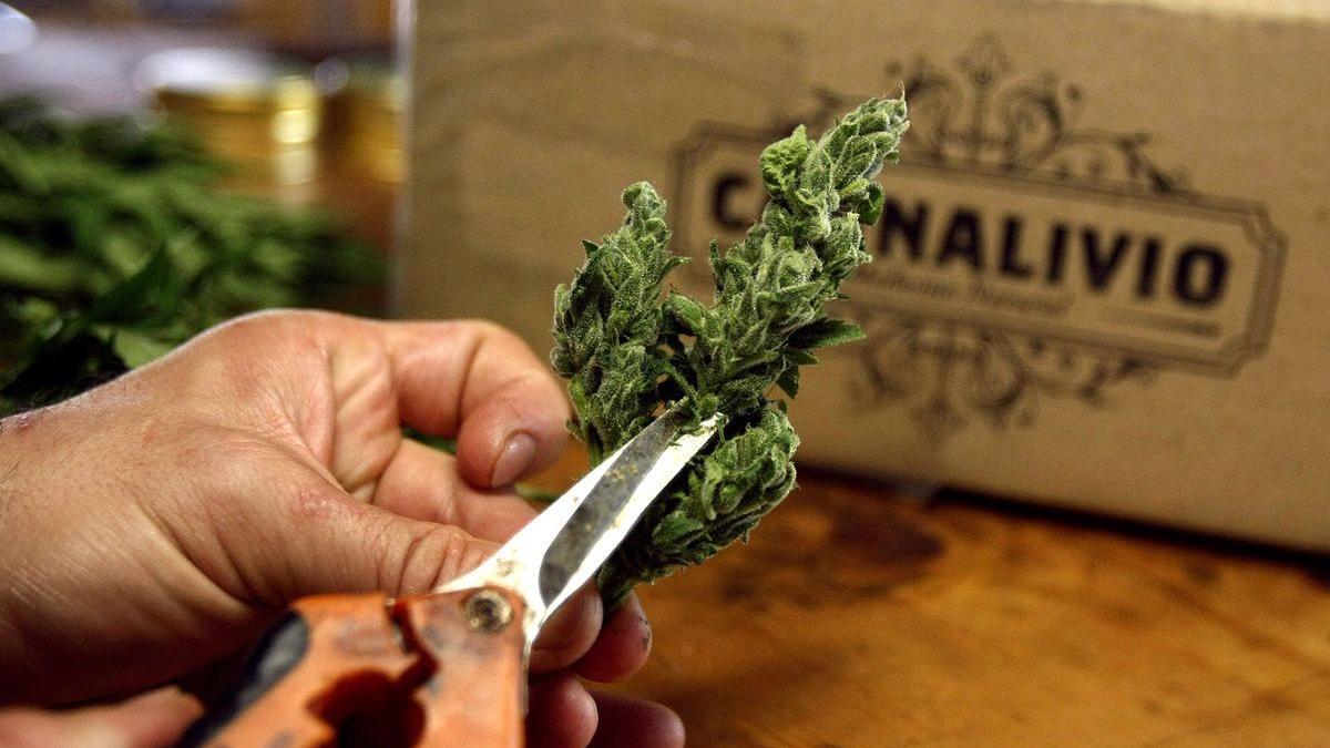Un hombre cortando una planta de cannabis