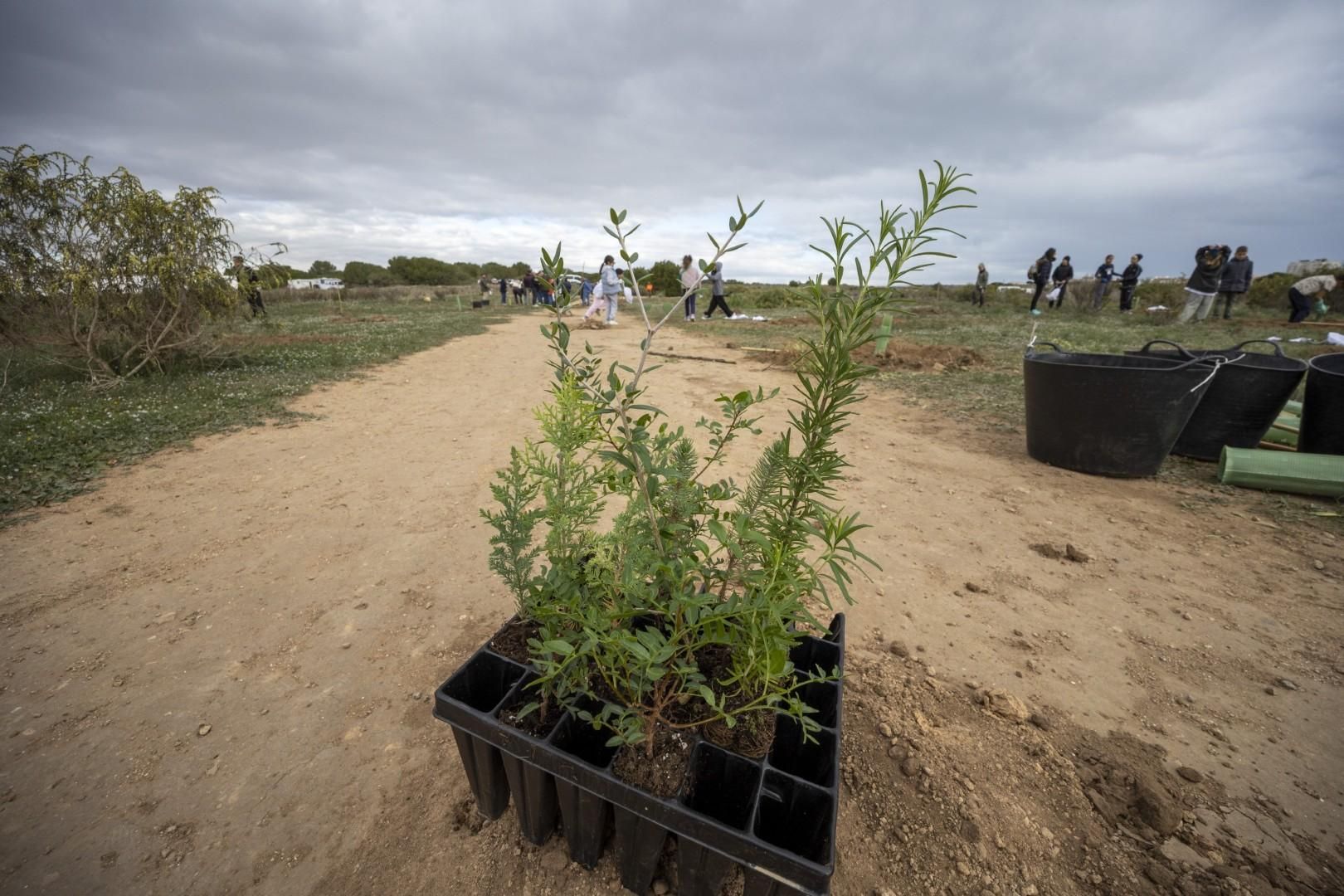 Jornada escolar plantación de especies autóctonas junto al parque natural de las lagunas de Torrevieja y La Mata