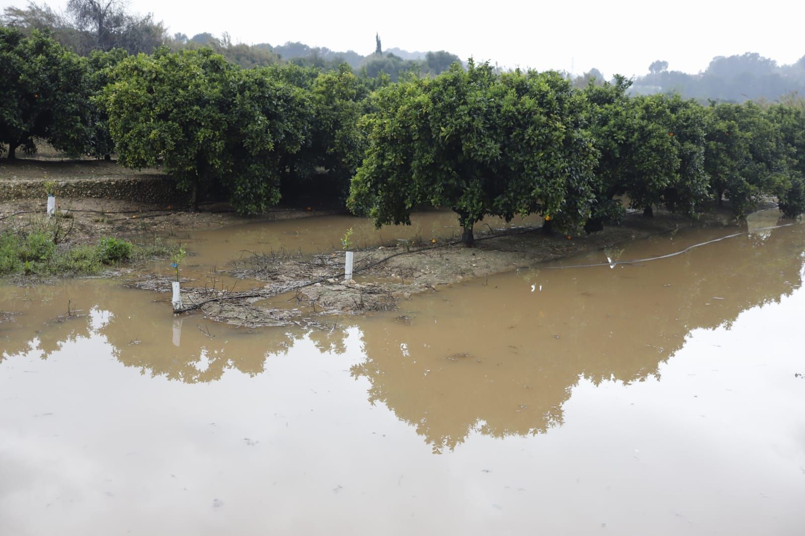 El río Albaida a su paso por la localidad de Manuel tras las últimas lluvias