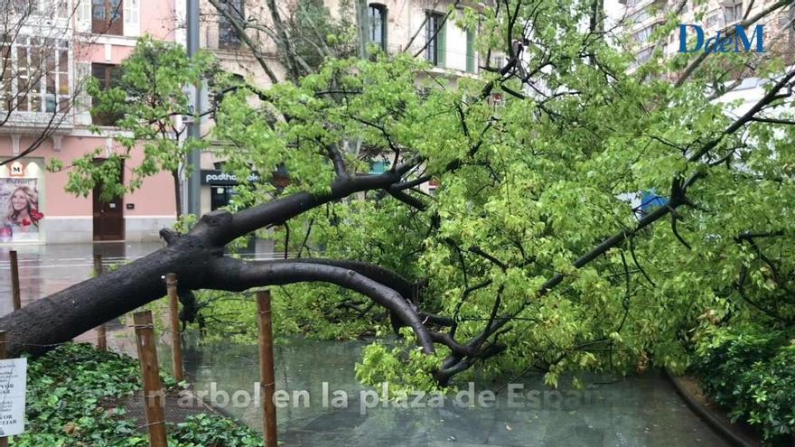 Windböen fällen Baum auf Palmas Plaça d'Espanya