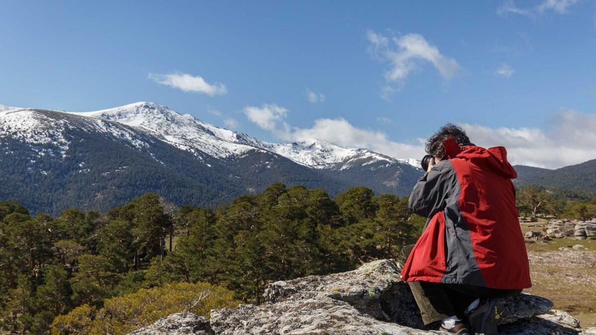 El Gobierno compra 2.000 hectáreas de pino silvestre en la Sierra de Guadarrama