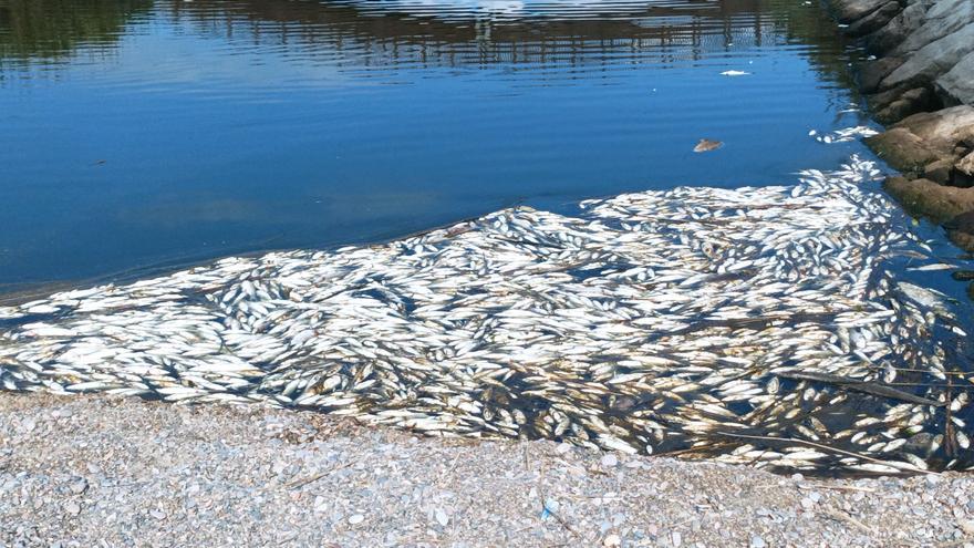 Las causas por las que el río Belcaire en Moncofa se ha convertido en un cementerio de peces: &quot;Es una desgracia&quot;