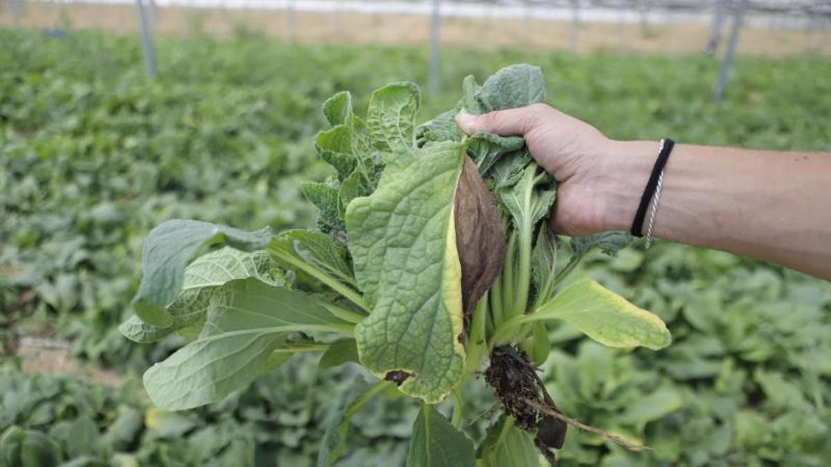 Las altas temperaturas afectan a la producción de borraja.