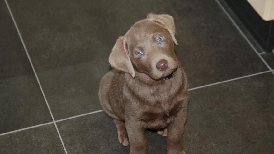 Tu comunidad de vecinos ya puede poner límites a tu mascota: estas son las prohibiciones