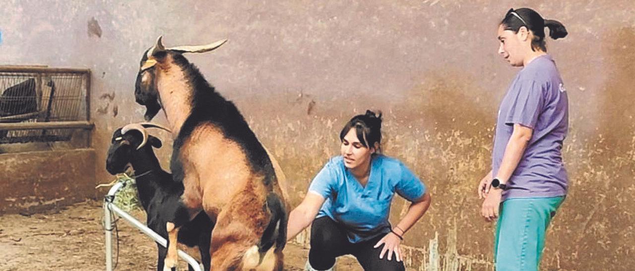 La doctora Tara Niño, de pie, junto a la veterinaria Dahelire Hernández, en una prueba de extracción de semen.