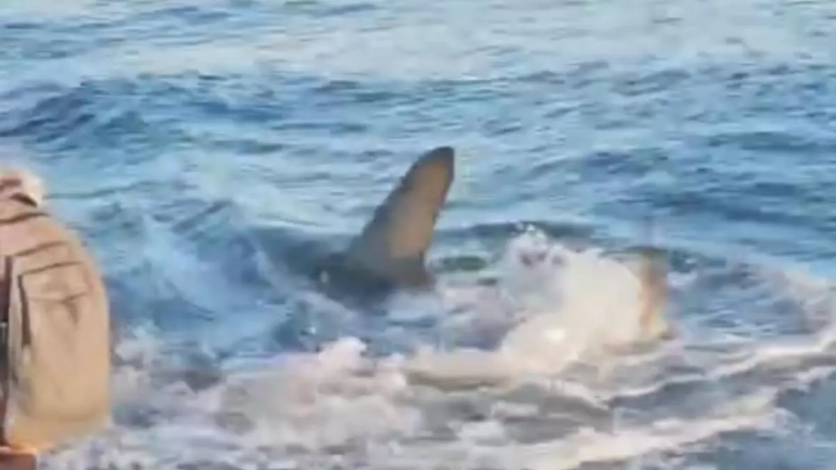 Reabren la playa de Melenara tras la visita de un tiburón